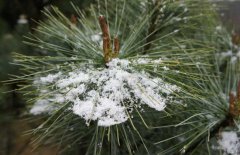 雪松和紅松的區(qū)別表現(xiàn)在幾個方面