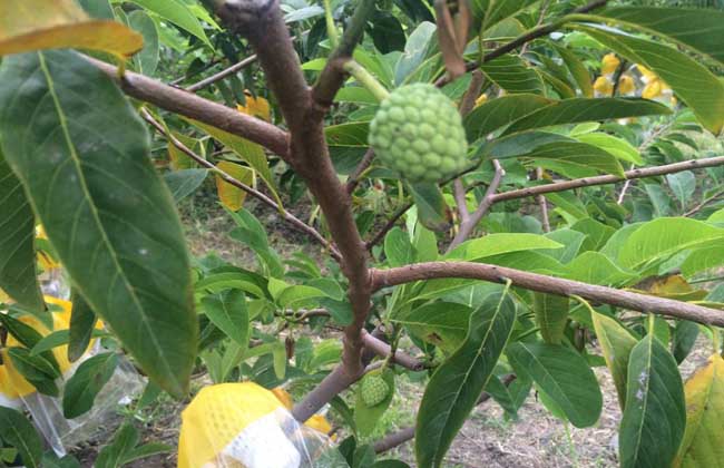 荔枝種植技術(shù)