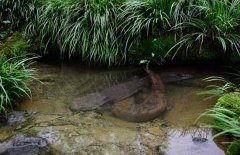 吃娃娃魚(yú)犯法嗎？