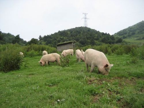 牧草養(yǎng)豬