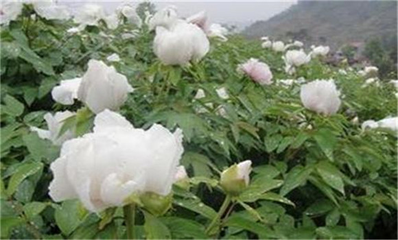 白芍種植技術(shù)、方法與主要步驟