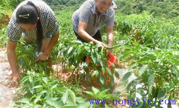 高山辣椒栽培技術要點