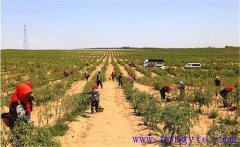 種植枸杞怎樣進(jìn)行土壤與施肥的管理？