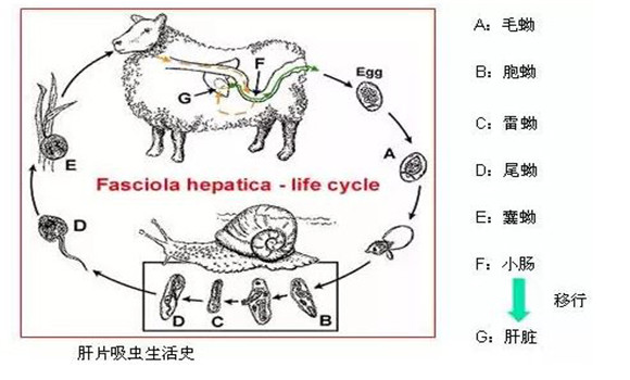 羊肝片吸蟲病的癥狀