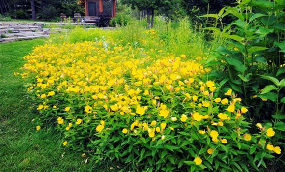 月見(jiàn)草種植技術(shù)