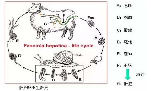 羊肝片吸蟲病傳染嗎？