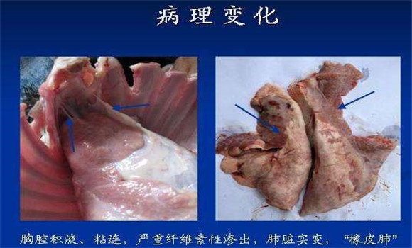 羔羊肺炎的剖檢變化