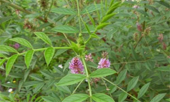 甘草的種植技術要點