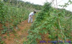 種植葛根如何管理？葛根田間管理技術要點