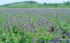 種植黃芩怎么管理？黃芩田間管理的主要內(nèi)容