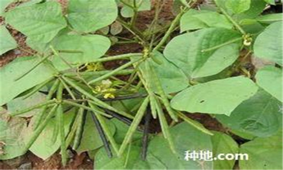 綠豆怎么種植能高產(chǎn)？