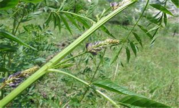 甘草的田間管理方法