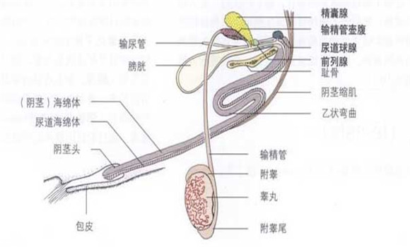 公牛生殖器官