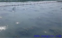 怎樣為魚塘增加氧氣，給魚塘增氧有幾種方法？