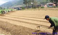 種植薄荷如何選地整地？薄荷種植管理技術(shù)要點