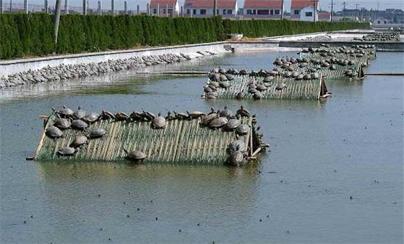 甲魚(yú)吃什么