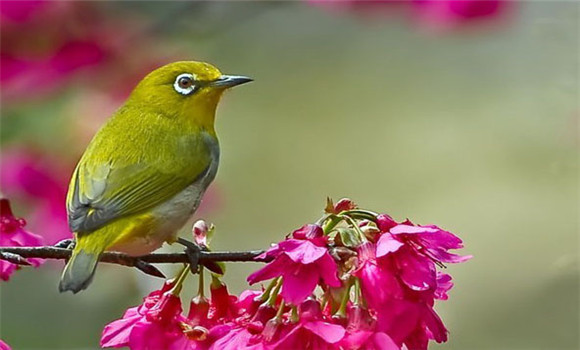 繡眼鳥怎樣飼養(yǎng)