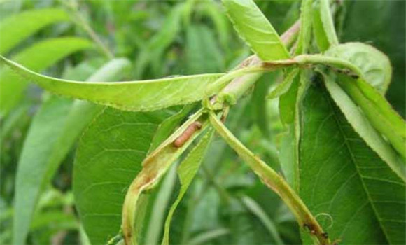 食心蟲(chóng)的生物防治與人工防治