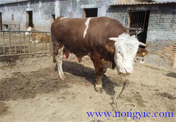 育肥犢牛的飼料配方及其飼喂