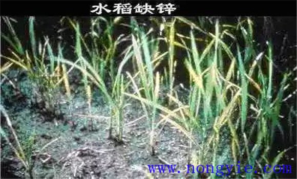 水稻缺鋅會(huì)導(dǎo)致僵苗，水稻缺鋅怎么辦