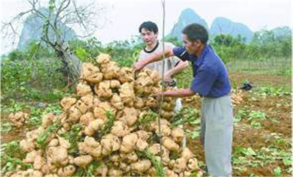 豆薯如何種植，豆薯種植與栽培技術(shù)