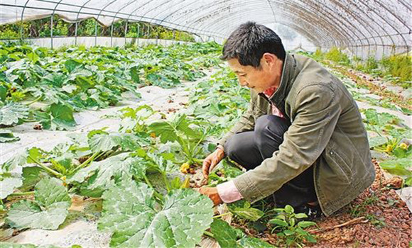 蜜本南瓜種植時(shí)間