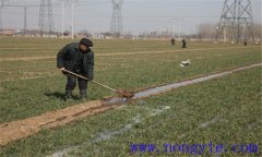 小麥冬灌時(shí)間是什么時(shí)候？小麥澆冬水的作用