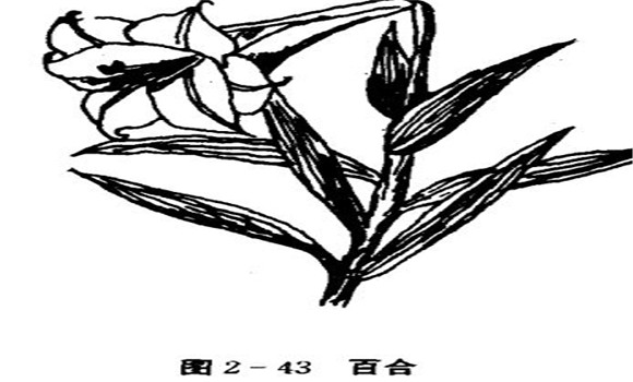 百合花怎么養(yǎng)