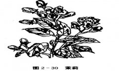 茉莉花種植技術(shù)，如何種植茉莉花