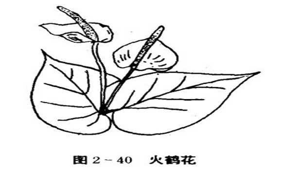 火鶴花怎么養(yǎng)，怎么養(yǎng)火鶴花效果好