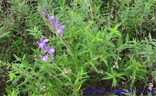 黃芩種植技術(shù)要點(diǎn)