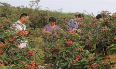 花椒種植技術(shù)及管理方法