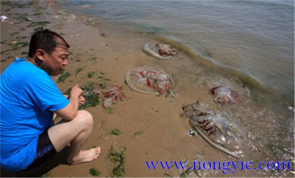 海蜇能蜇死人嗎，如何預(yù)防被蜇傷