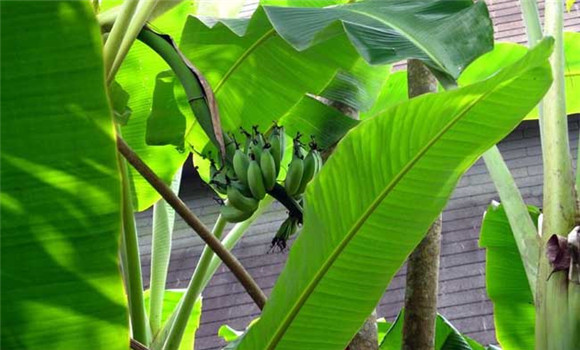 芭蕉的種植技術(shù)