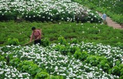 白芍種植技術、方法與主要步驟