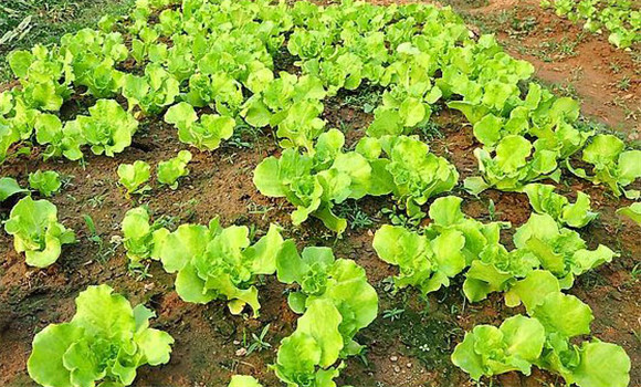 生菜種植技術(shù)