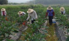 茄子施什么肥效果好 茄子施肥技術與管理要點