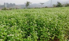 蕎麥種植時間的選擇與種植技術(shù)要點(diǎn)