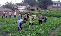 茉莉花的養(yǎng)殖方法簡介，怎樣培育茉莉花