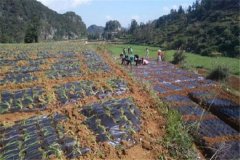 細香蔥種植技術(shù)要點：關(guān)鍵在于施肥