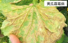 黃瓜病蟲害防治：黃瓜霜霉病、白粉病、紅蜘蛛