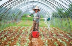 菜豆栽培時間與技術(shù)要點、病蟲害防治