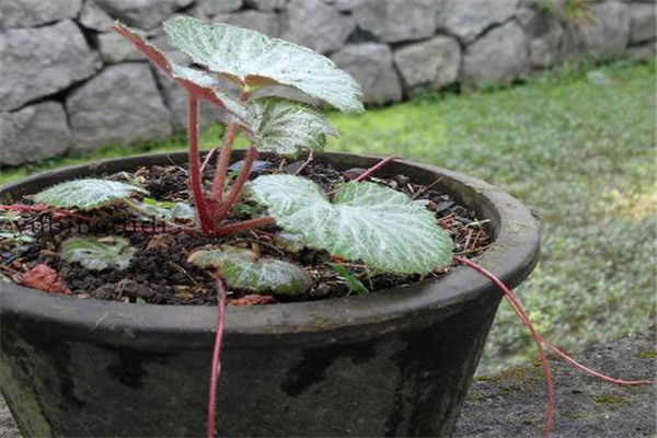 虎耳草盆土與施肥管理