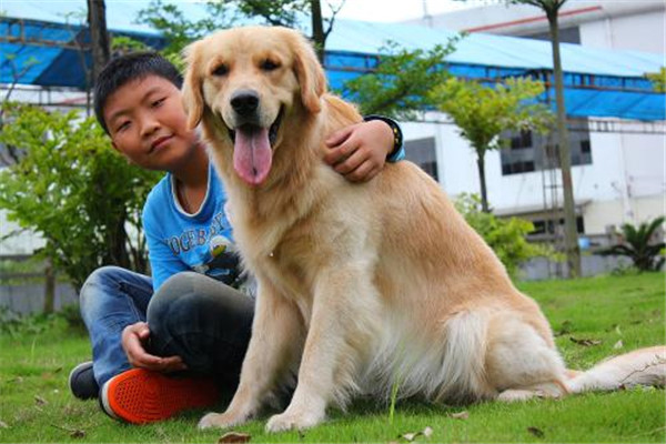 妊娠母犬管理應(yīng)注意事項