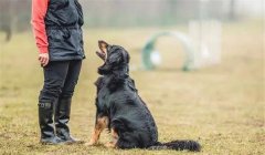 訓犬時狗主人對訓犬效果會有什么影響