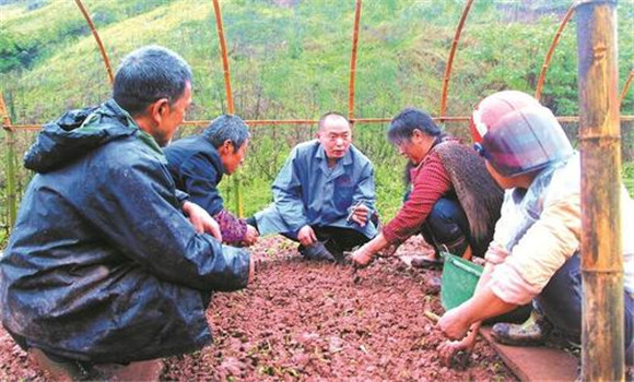 葛根的繁殖方法