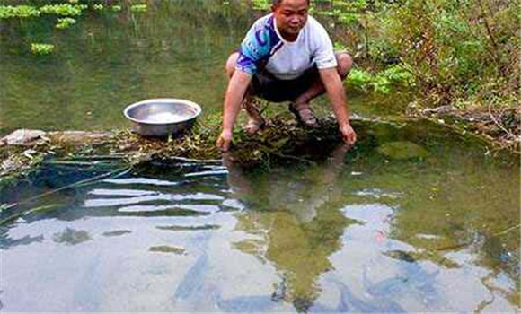 魚水霉病防治要點