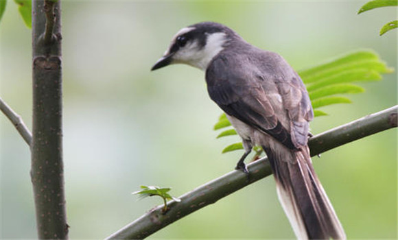 山霸王鳥吃什么