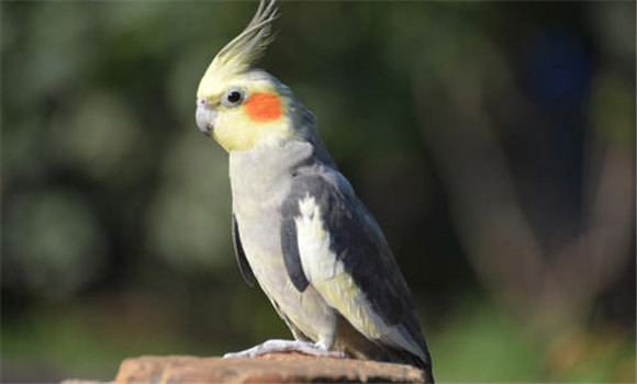 玄鳳鳥的飼養(yǎng)方法