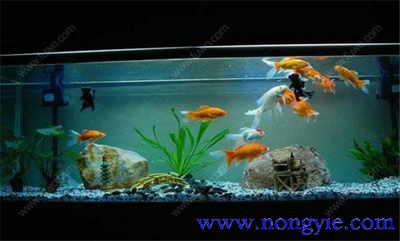 怎樣飼養(yǎng)金魚，飼養(yǎng)金魚注意事項(xiàng)和技術(shù)要點(diǎn)